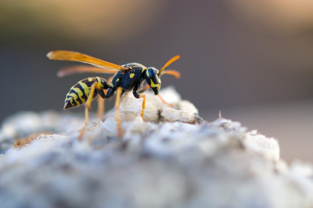 Close up of a wasp on a nest