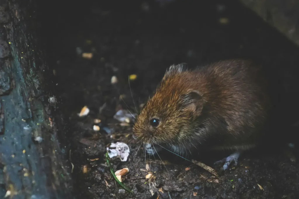 brown mouse eating on the ground